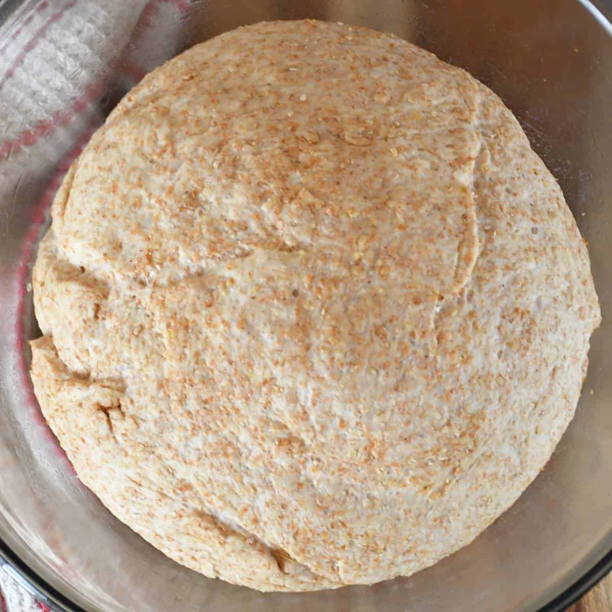Whole wheat pizza dough without salt after a period of rising in an oiled bowl.